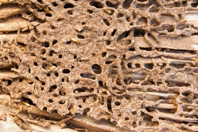Daño estructural con galerías de termita en madera de una vivienda de Tenerife