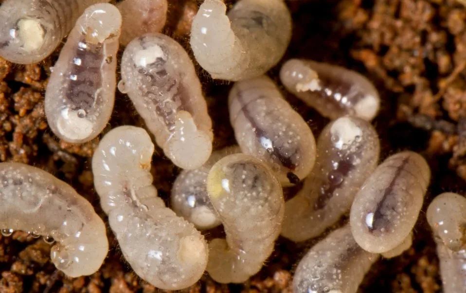 Larvas de insecto en un lote de producto almacenado en Tenerife