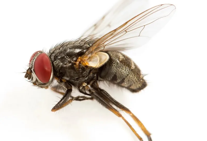 Mosca doméstica sobre la superficie de trabajo de una cocina en Tenerife