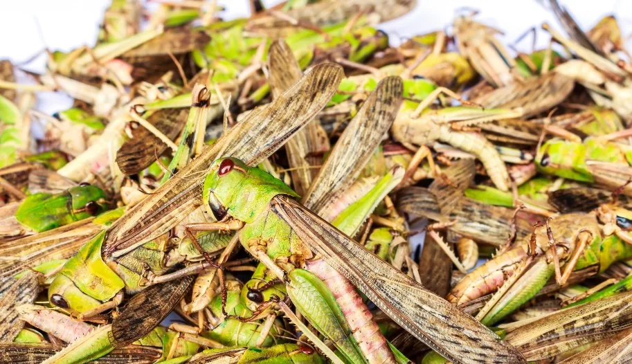Saltamontes y ortópteros en una parcela periurbana de la isla de Tenerife